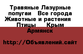 Травяные Лазурные попугаи - Все города Животные и растения » Птицы   . Крым,Армянск